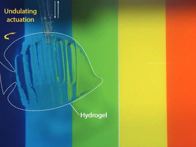 A nearly invisible gel robot shaped like a fish swims in a multi-coloured fish tank