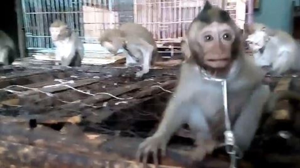 Chained up baby monkeys 'sold illegally in Bali market