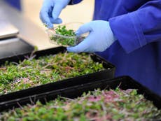London's first underground farm seals Ocado salad deal