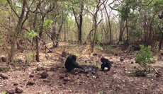 Chimpanzees overthrow, kill and then eat their tyrannical leader