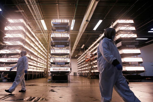 <p>Workers walk near vertical farming beds at an AeroFarms Inc. facility in Newark, New Jersey</p>