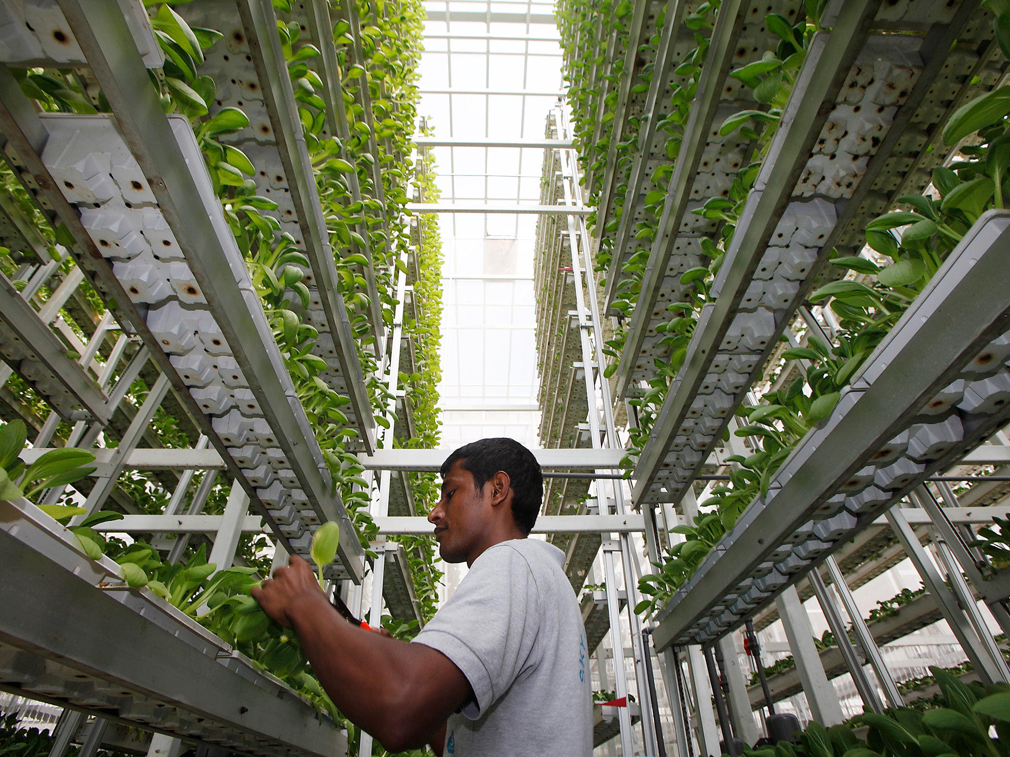 Nice leafy vegetables at the Sky Greens vertical farm in Singapore