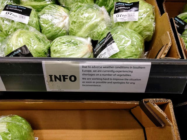 Lettuces on the shelves at Sainsbury's at Castle Boulevard, Nottingham as  as lettuce became the latest staple to fall victim to the European vegetable shortage "crisis" 