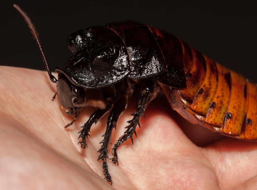 Female Cockroaches Can Reproduce For Years Without Needing A Male Scientists Find The Independent The Independent Female Cockroaches Can Reproduce For Years Without Needing A Male Scientists Find The Independent The Independent