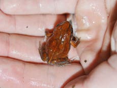 Frog not seen in decades discovered in Africa