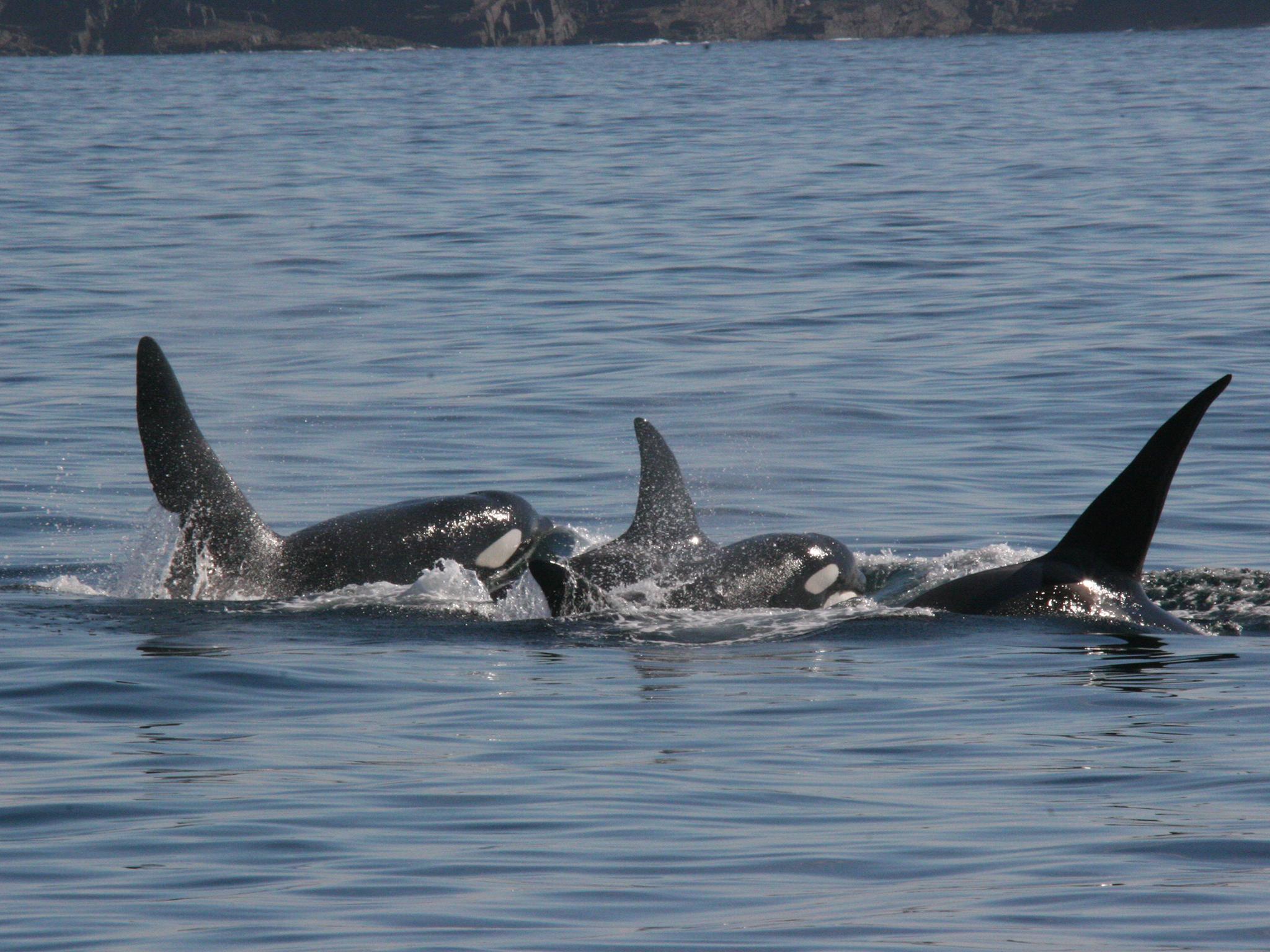 Killer whales have very tight knit social groups (HWDT/Nienke van Geel)