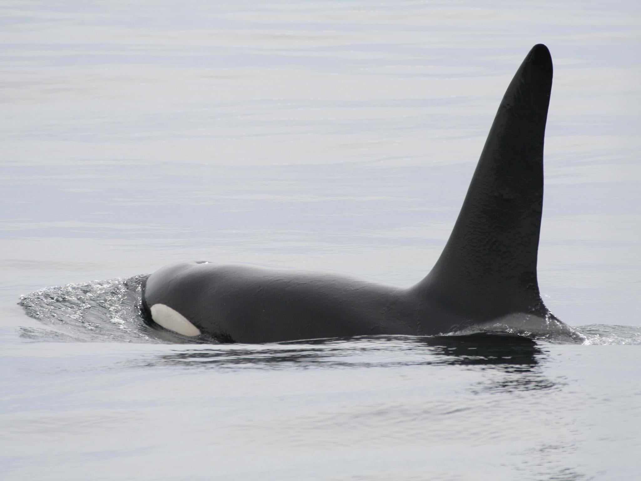 Understanding the UKs last killer whales The Independent The Independent