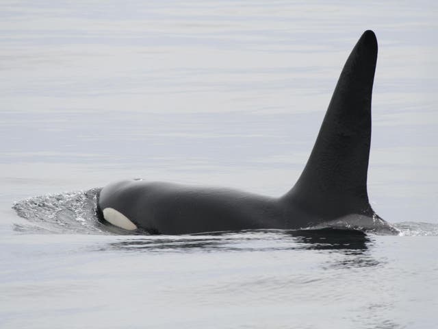There are just eight remaining orcas living off the UK's coast