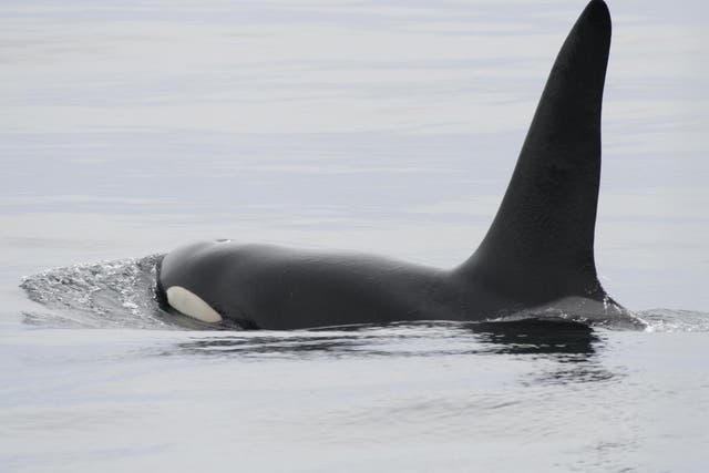 There are just eight remaining orcas living off the UK's coast