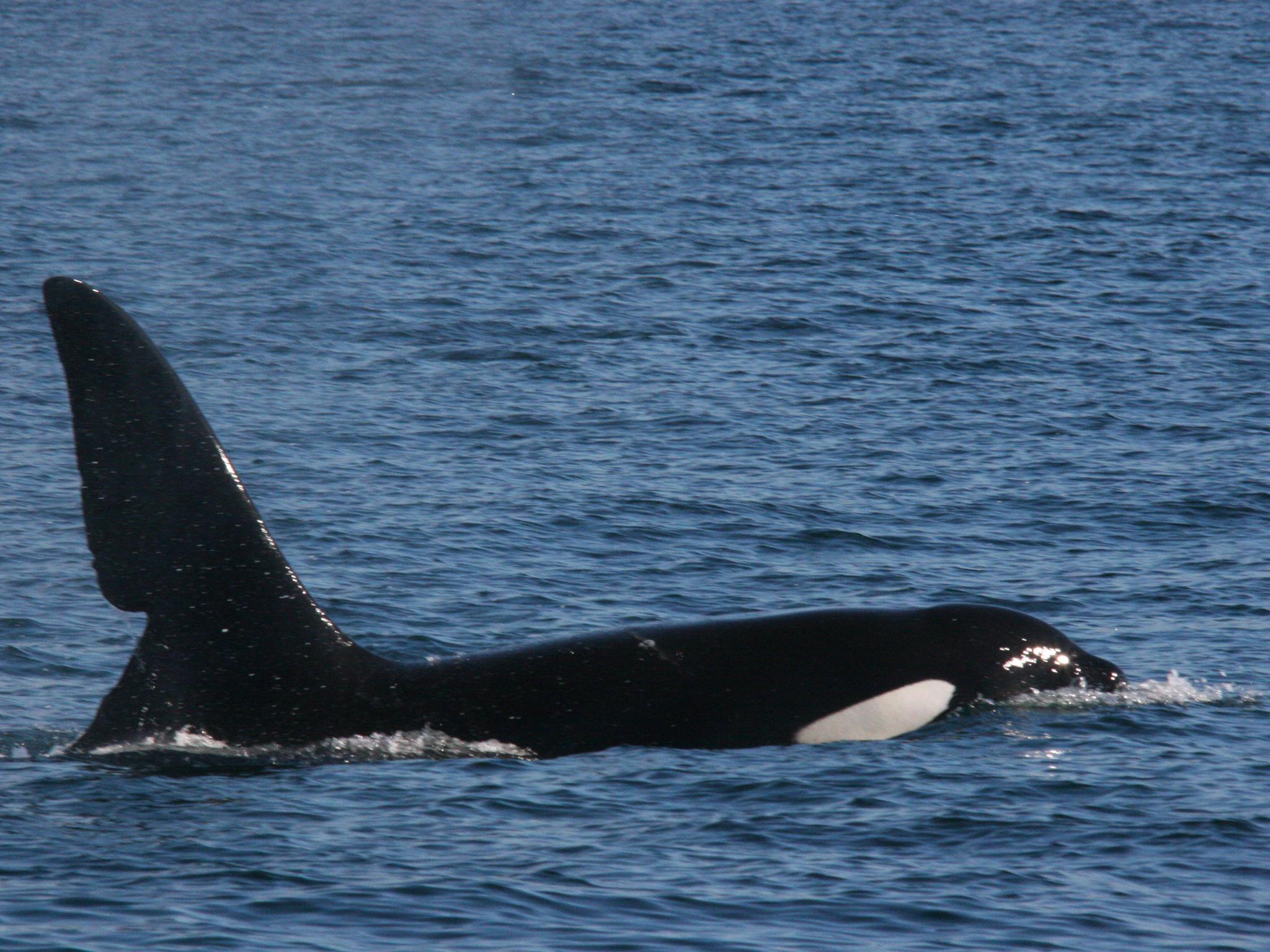 Jon Coe the whale is recognisable by the chunk missing from his dorsal fin (HWDT/Nienke van Geel)