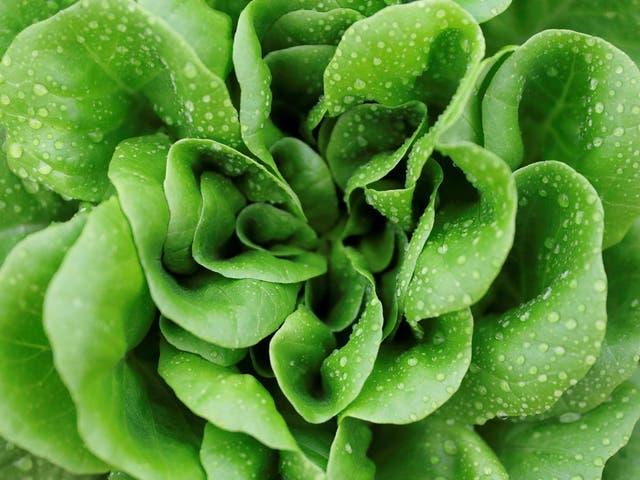 Lettuce and rocket are some of the easiest foodstuffs to grow at home all year round