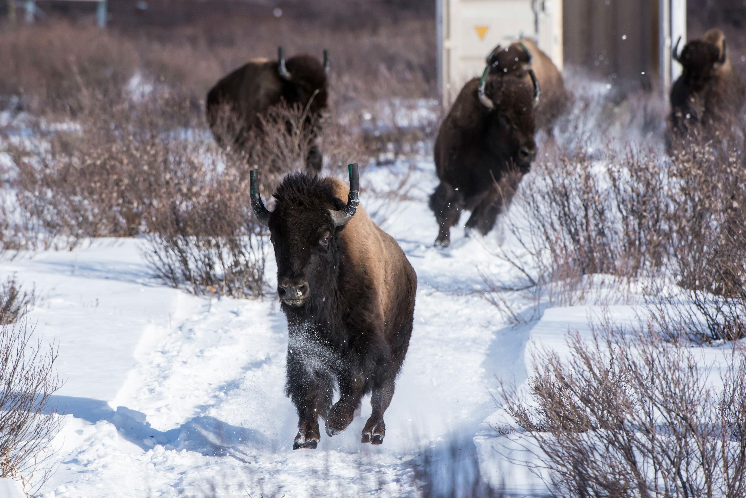 A total of 16 bison were released by officials