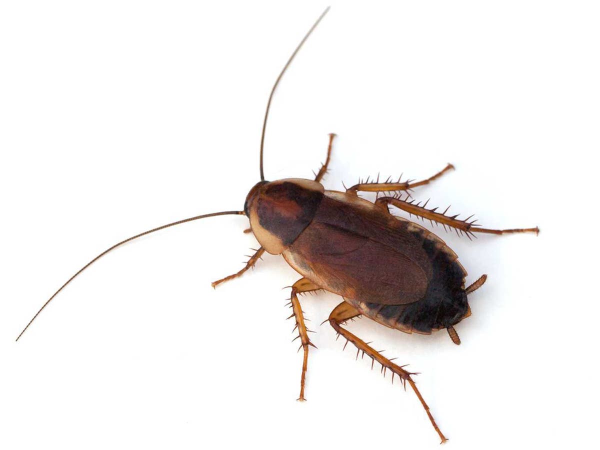 Doctors find live cockroach in woman's skull after she reports ...