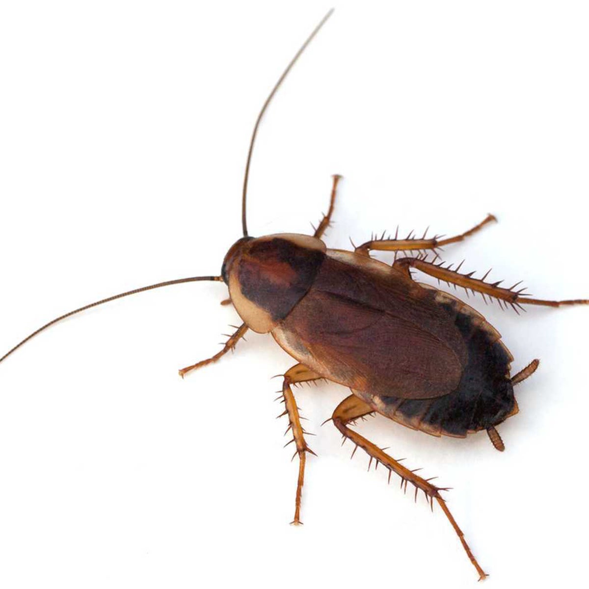 Doctors find live cockroach in woman's skull after she reports ...