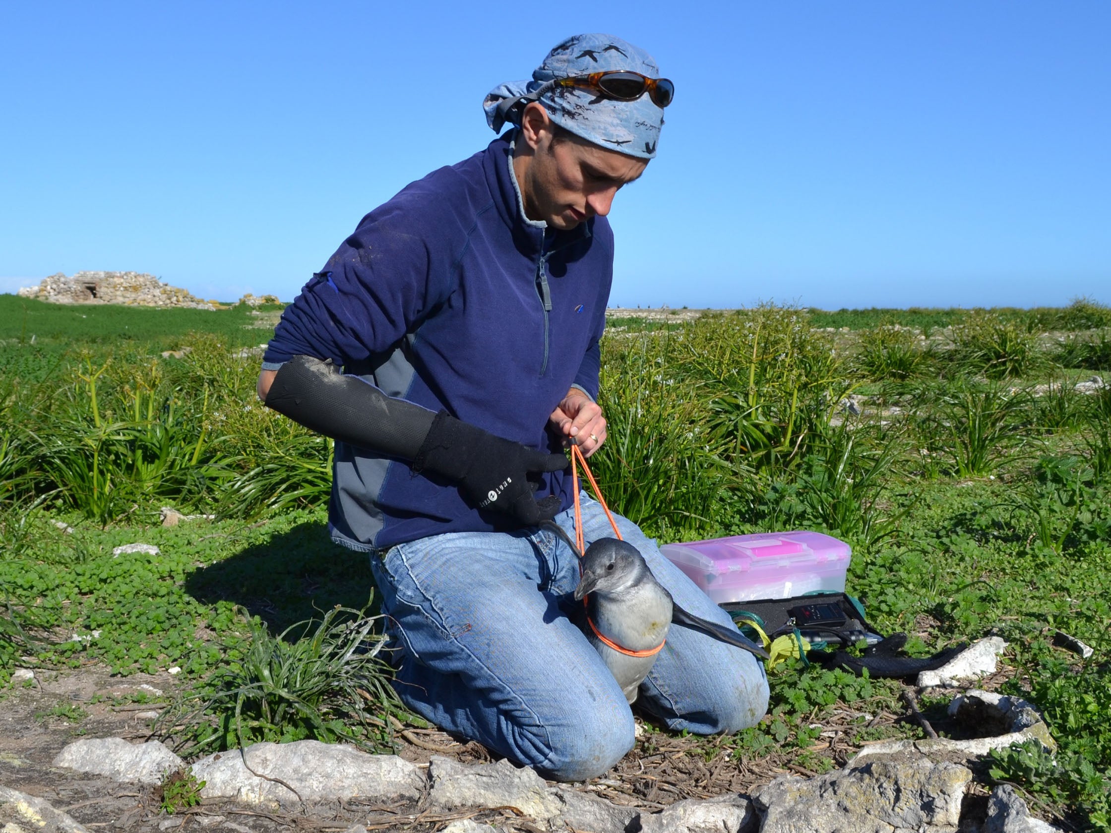 Dr Richard Sherley measures a juvenile African penguin