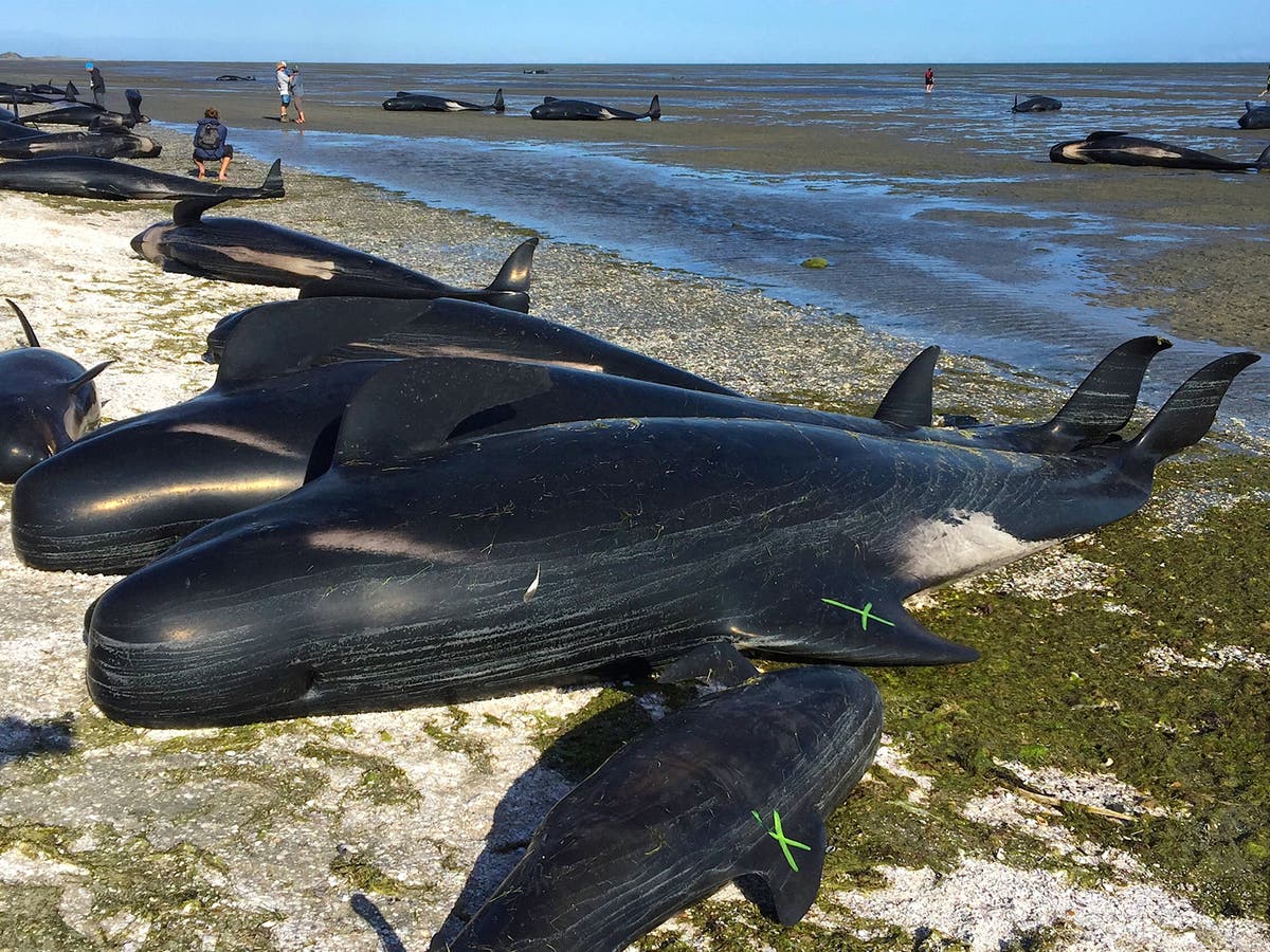 Dozens Of Pilot Whales Die In New Zealand's 3rd Mass Stranding In A Week