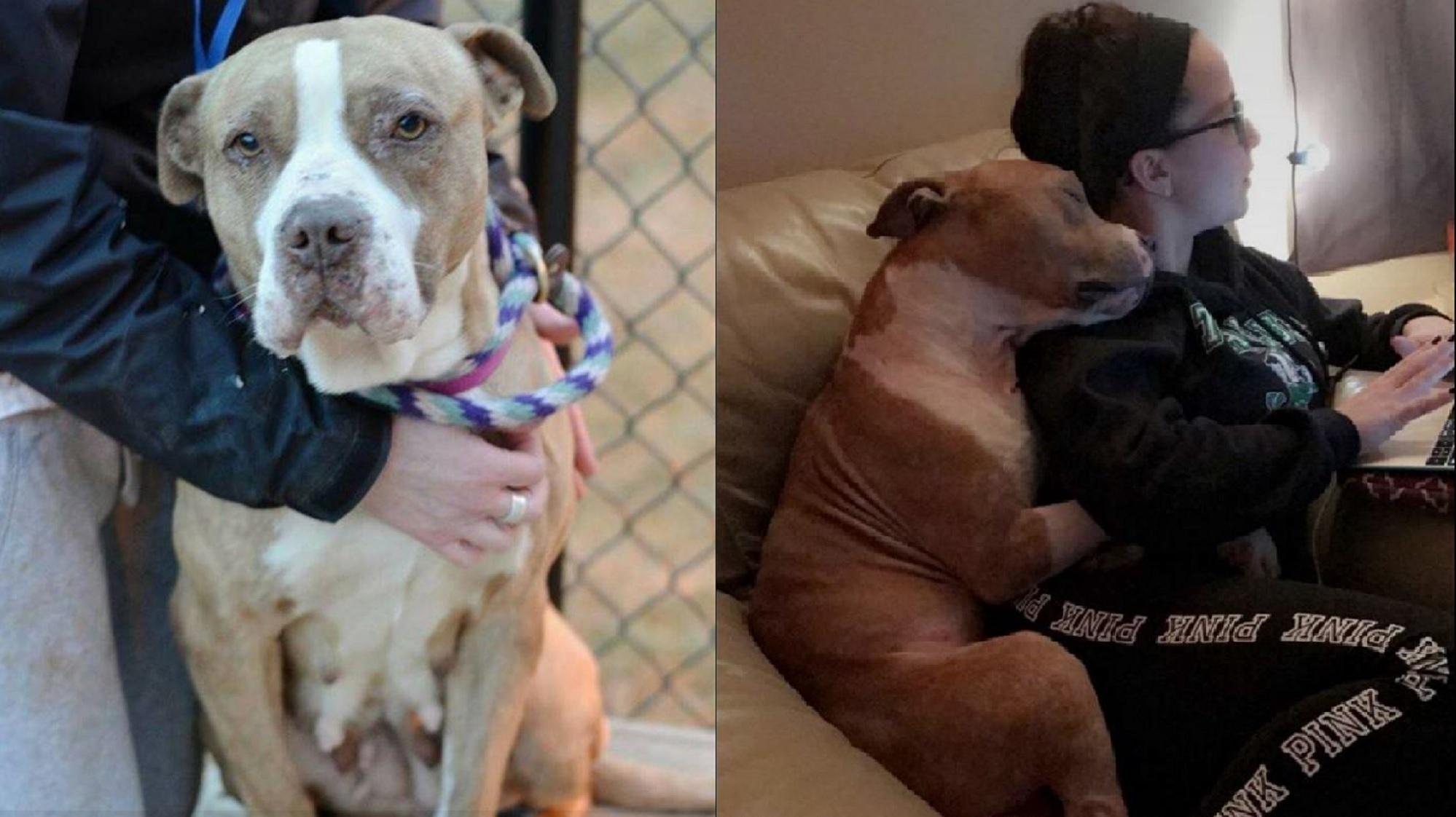This adopted pit bull can't stop hugging his owner indy100 indy100