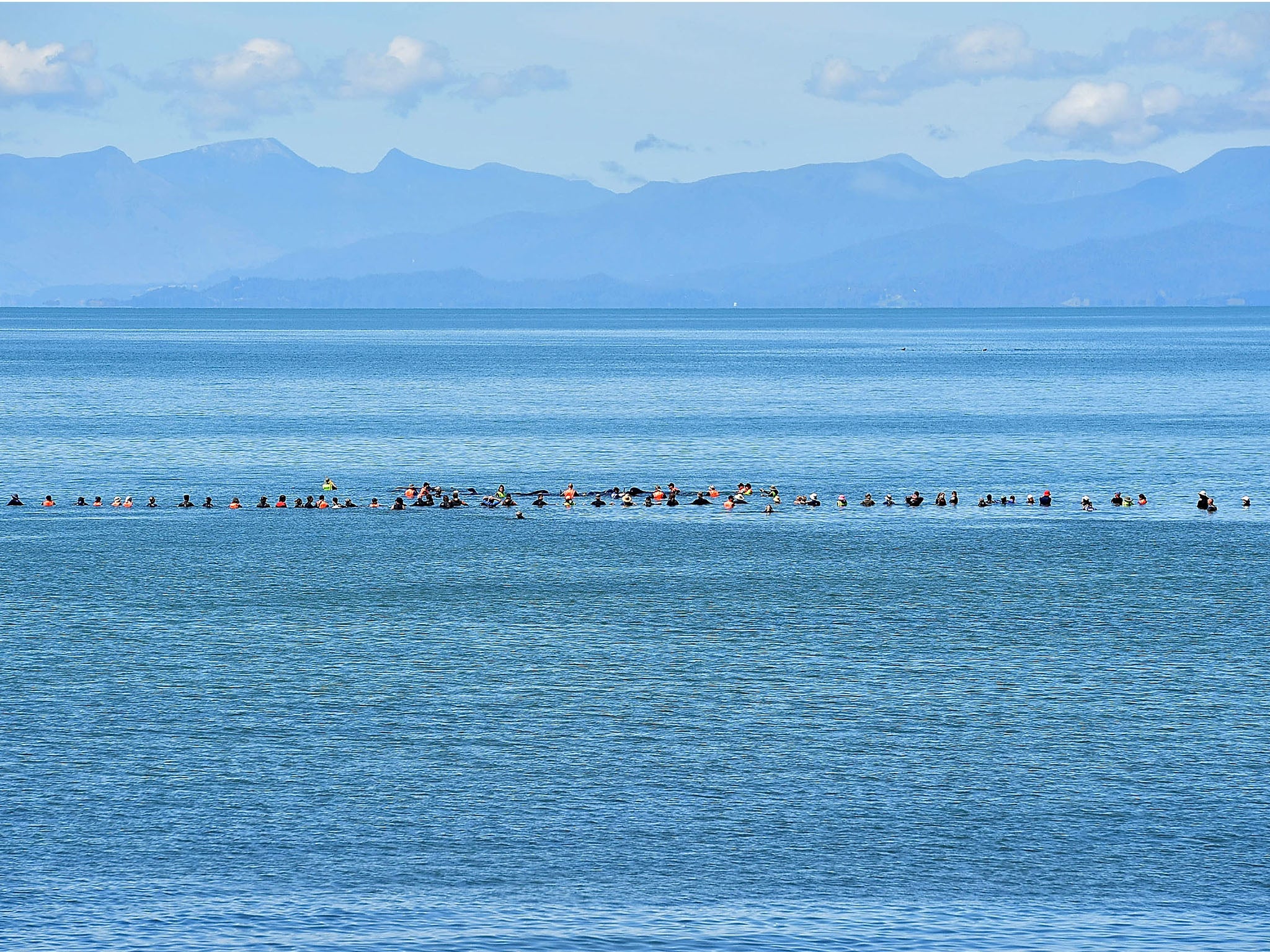 &#13;
A human chain stops Pilot whales from returning to shore during a mass stranding at Farewell Spit &#13;