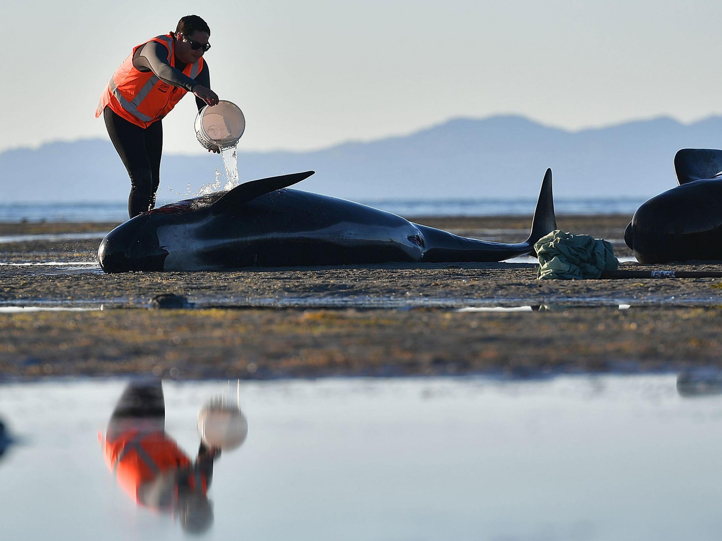 A volunteer cares for a pilot whale during a mass stranding at Farewell Spit