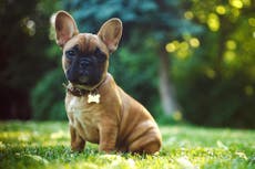Norwegian flight delayed by ‘distressed’ French bulldogs