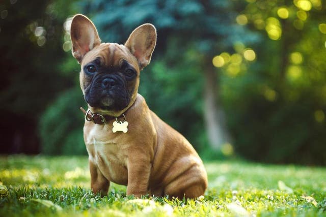 A French bulldog puppy. The breed is the fourth most popular type of dog in the US according to the American Kennel Club