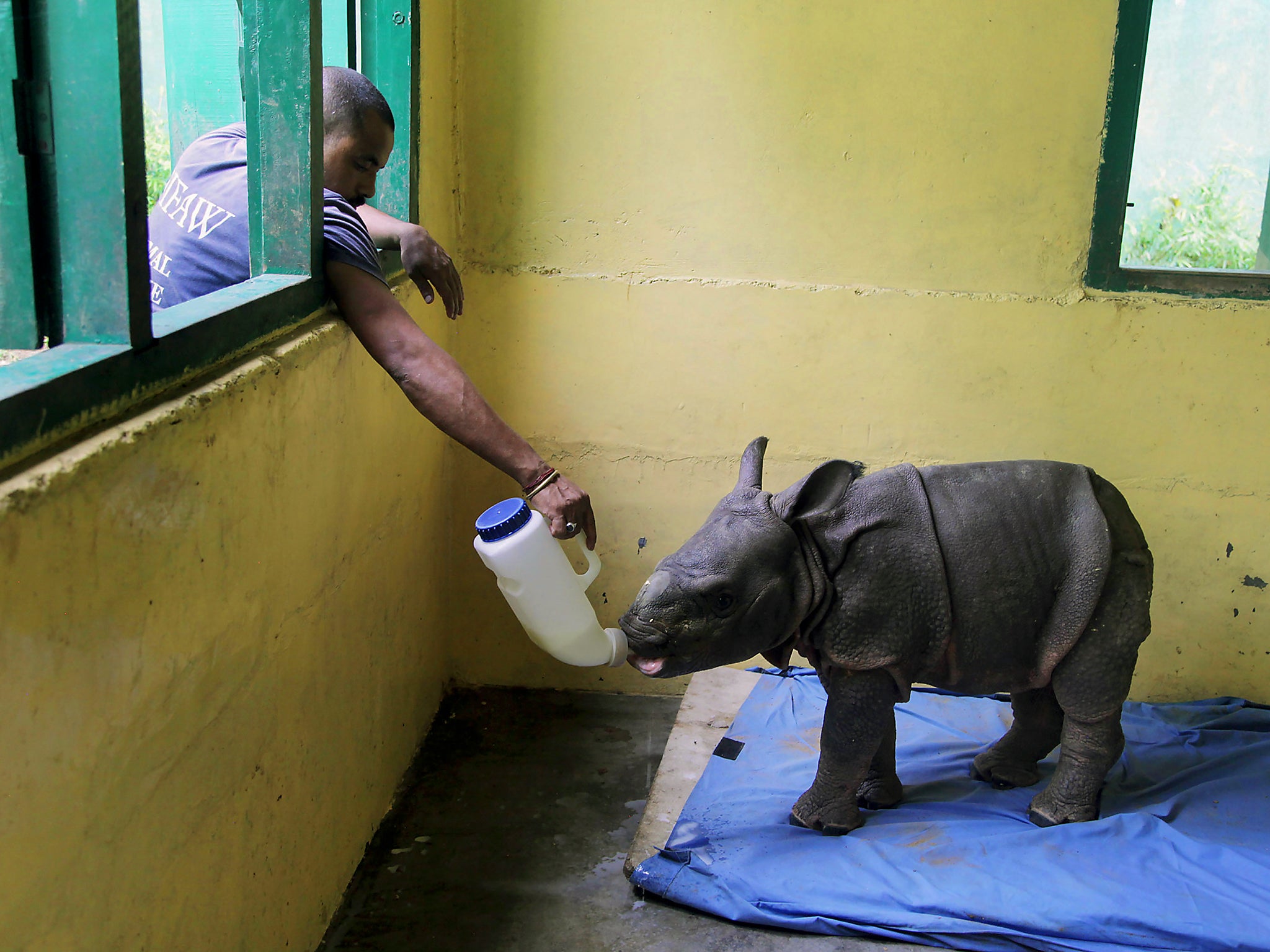 A rescued three-month-old male rhino calf found in a flood-affected area is fed at an animal nursery (Getty)