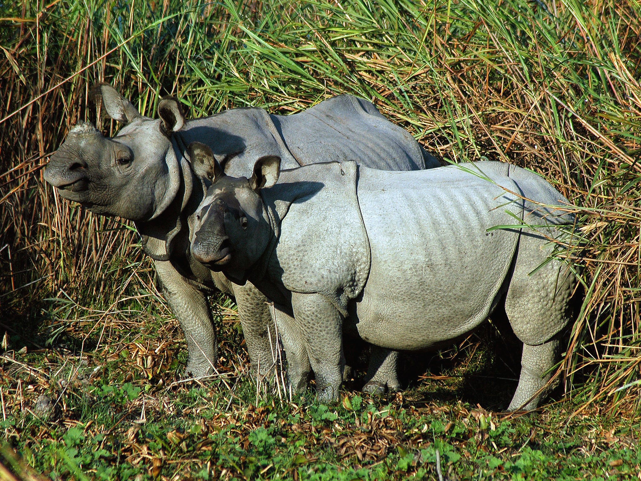 Park rangers in Kaziranga are instructed to ‘shoot-on-sight’ if they spot suspected rhino poachers