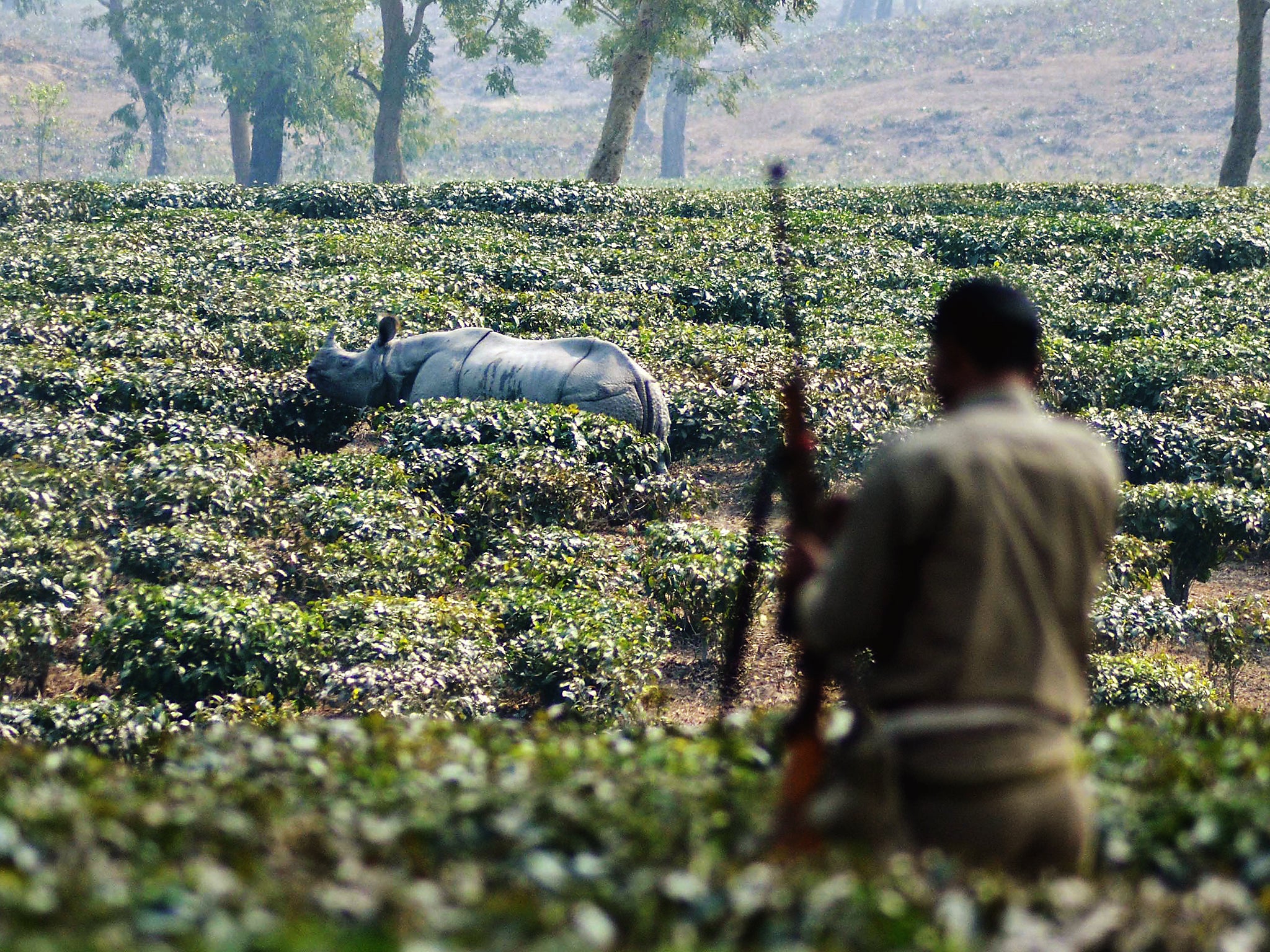 &#13;
An Indian forest guard watches over a one-horned rhinoceros near the Kaziranga National Park in the Indian state of Assam (Getty)&#13;