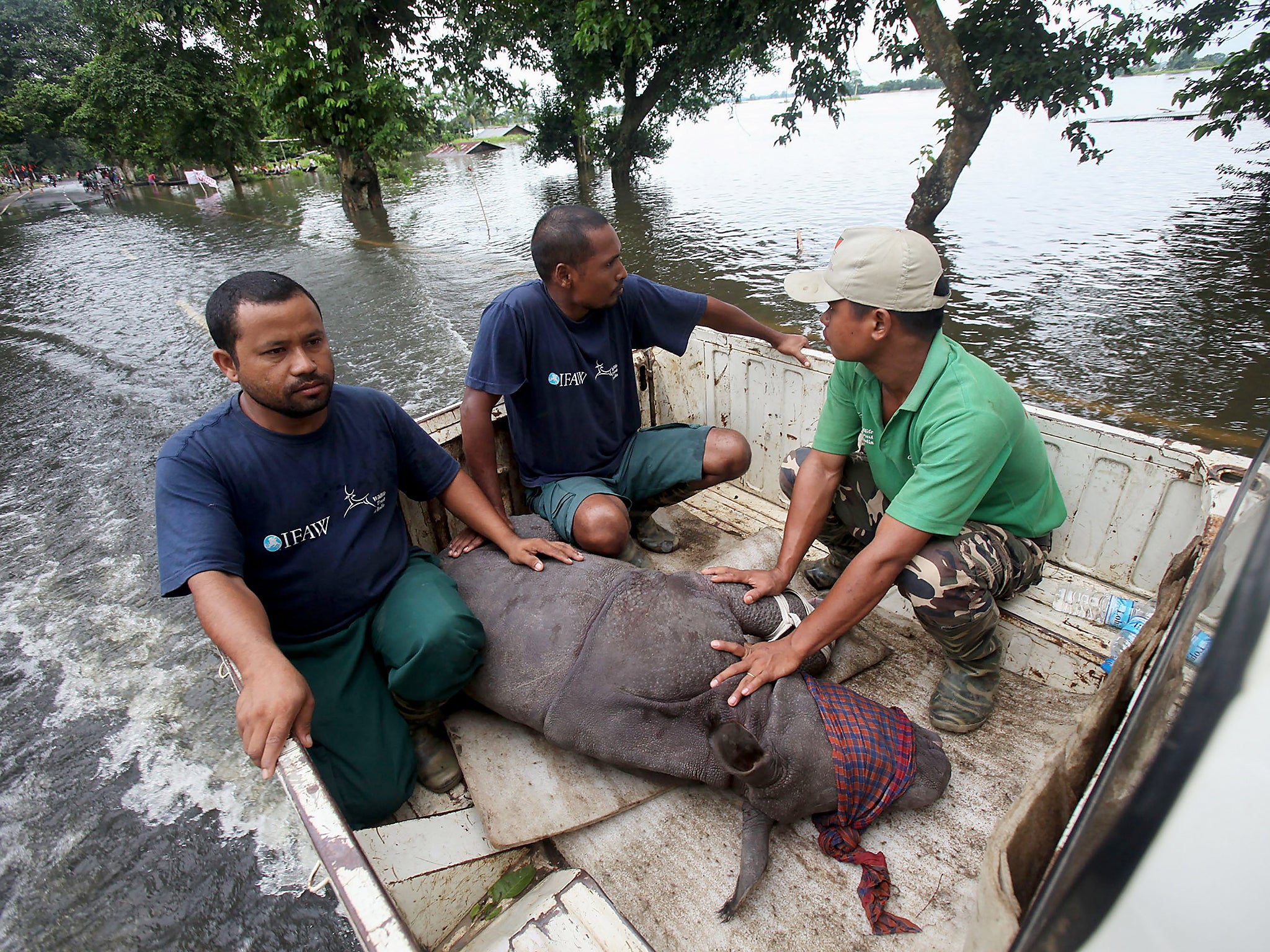 &#13;
A rescued infant rhino calf is transported to safety after being found by wildlife officials and volunteers in flood waters (Getty)&#13;