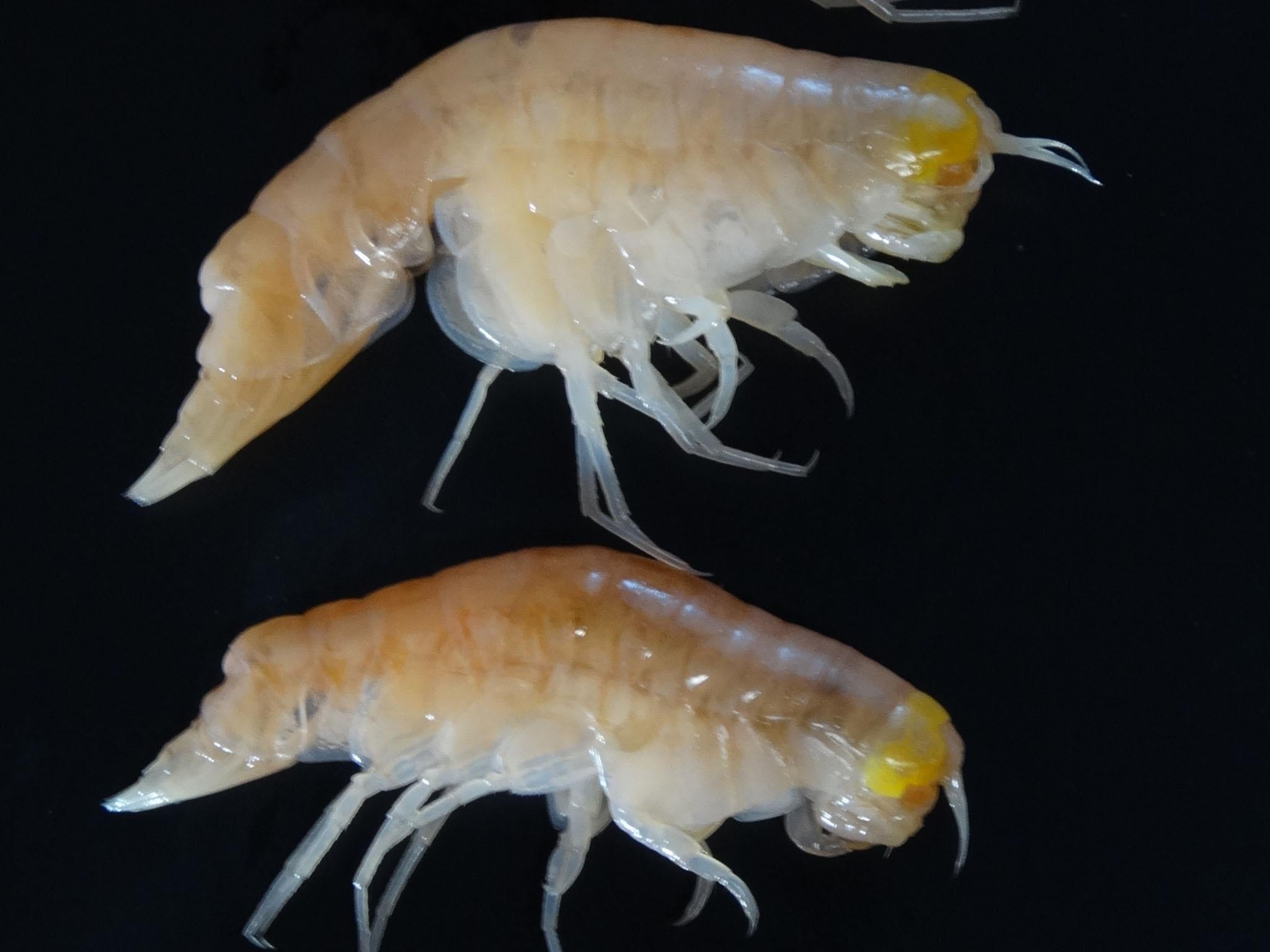 Hirondellea gigas, which are amphipods, taken from the Mariana Trench were found to contain high levels of persistent organic pollutants