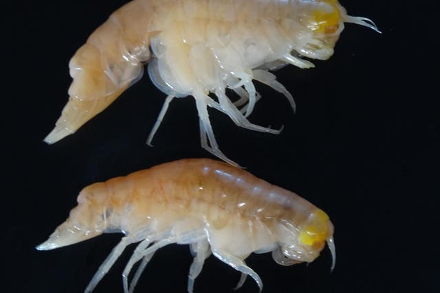 Hirondellea gigas, which are amphipods, taken from the Mariana Trench were found to contain high levels of persistent organic pollutants