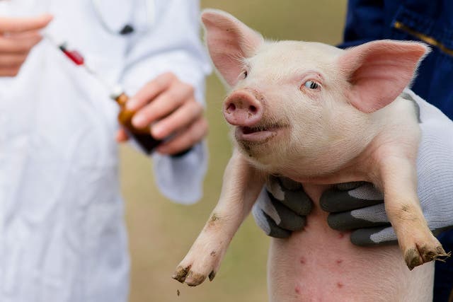 Will growing a human heart or human neurons in a pig mean that it might have been a person?