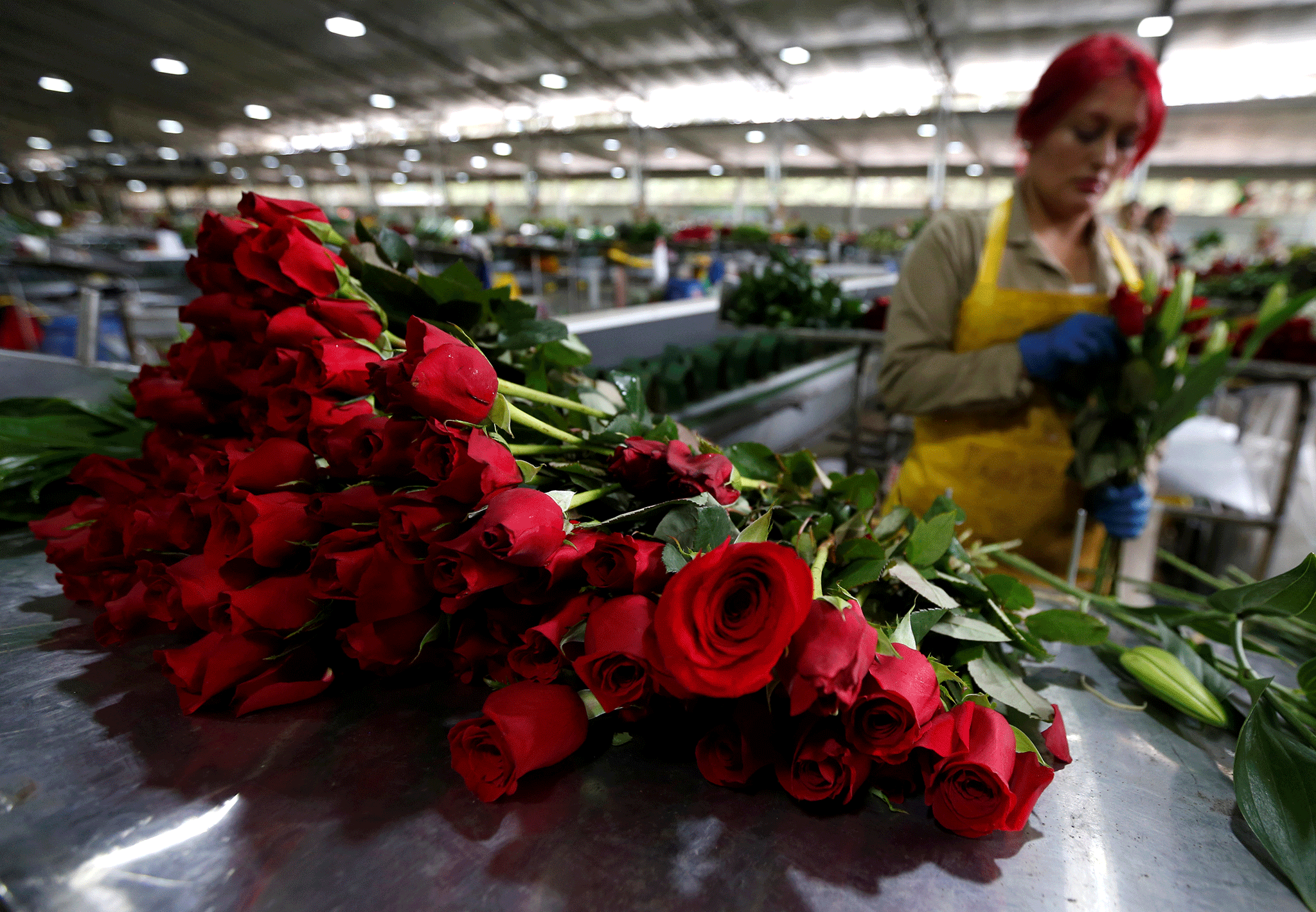Colombia keeps cocaine from spoiling Valentine's Day flowers The