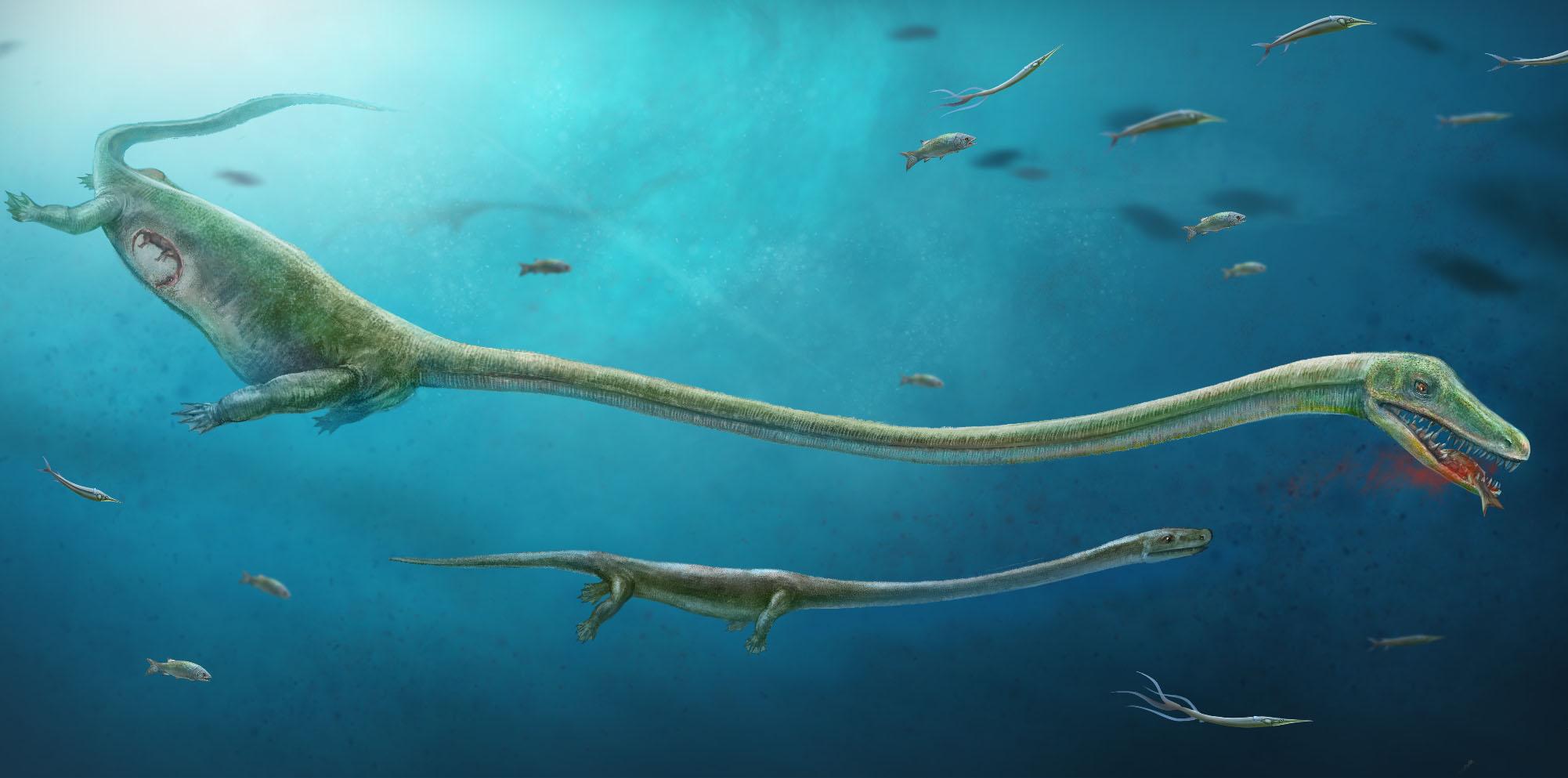 &#13;
Dinocephalosaurus had a body length of about a metre, with a neck that was nearly twice as long &#13;