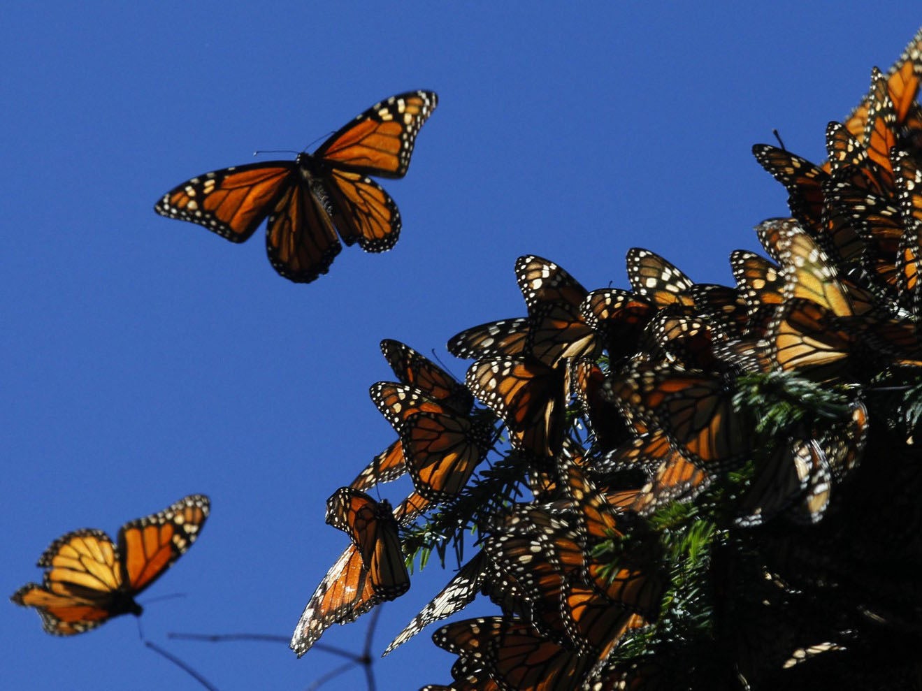 Monarch butterflies fly at the El Rosario butterfly sanctuary on a mountain in the Mexican state of Michoacan in 2013. Monarch butterflies may warrant US Endangered Species Act protection because of farm-related habitat los