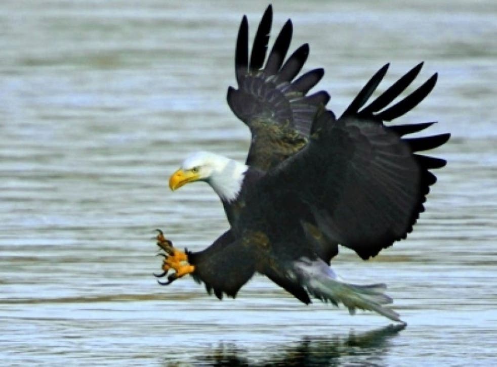 An American bald eagle prepares to snag a perch in the prime fishing grounds below Conowingo Dam in Darlington, Maryland