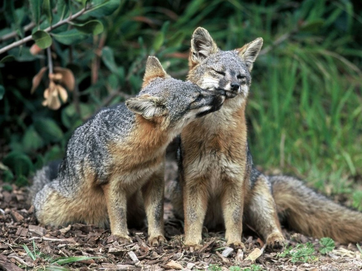 Two island foxes in Channel Islands National Park, California. Three fox subspecies native to California’s Channel Islands were removed from the list of endangered species last year