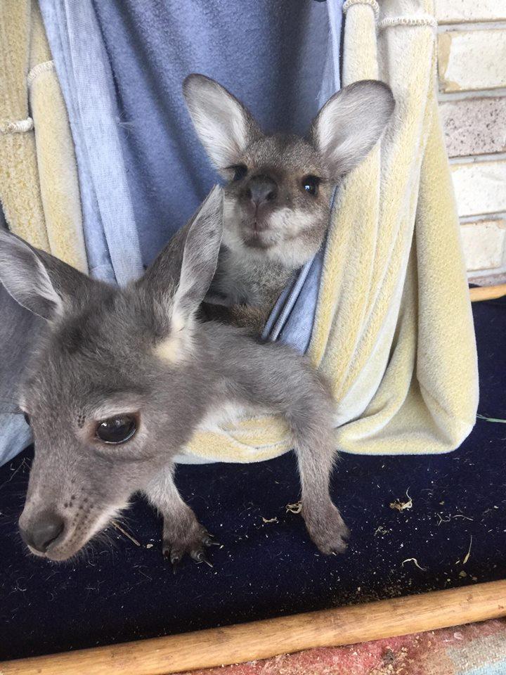 The Smiths are currently caring for and rehabilitating 13 orphaned joeys in their home