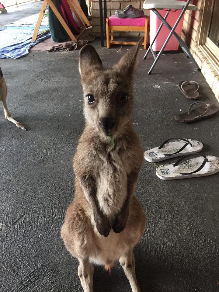 Around 160 joeys are rescued by Upper Hunter Valley Wildlife Aid each year from their dead mothers’ pouches