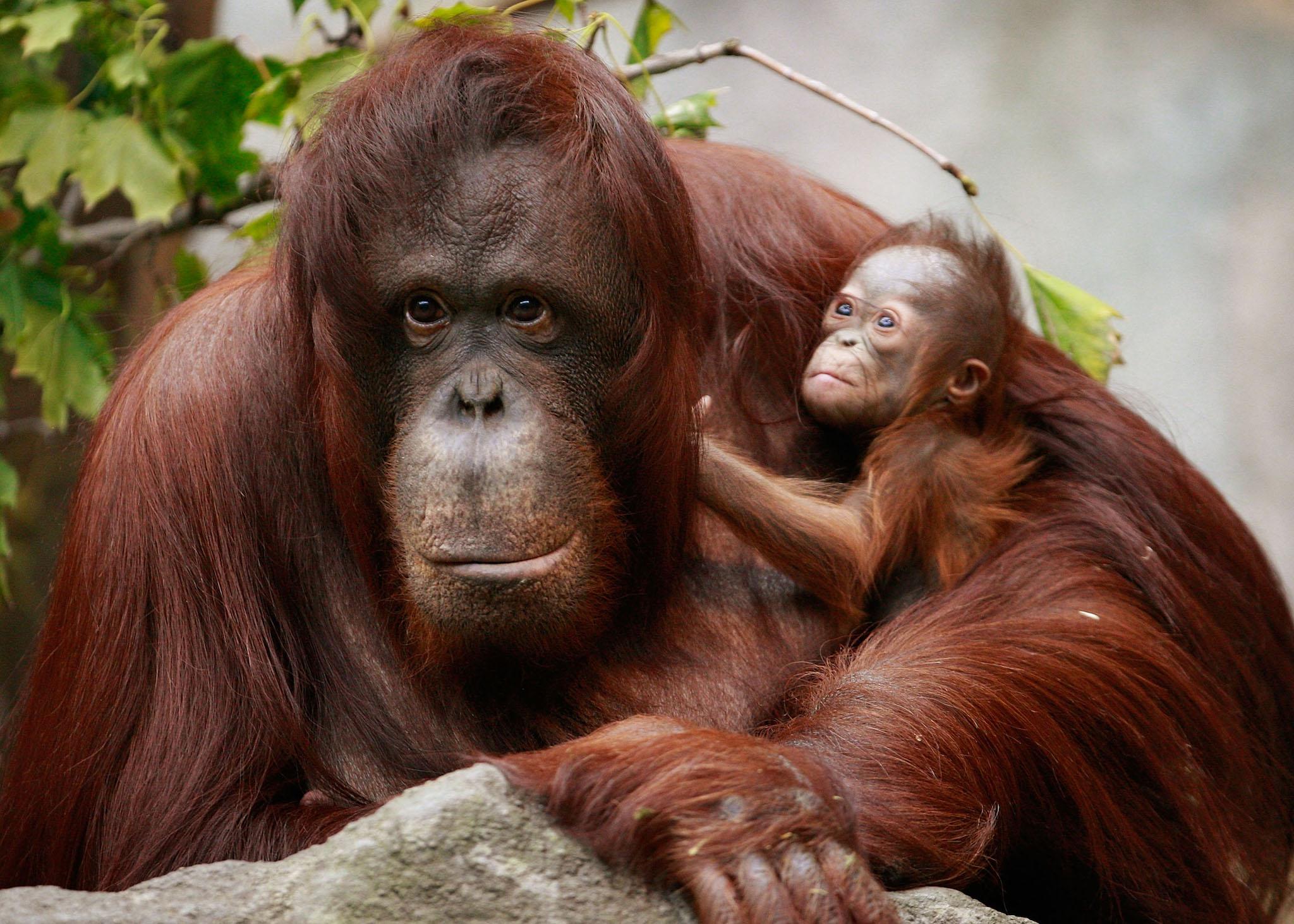 Sophia, a twenty-seven-year-old Bornean orangutan, holds her newborn in her enclosure at Brookfield Zoo October 23, 2008 in Brookfield, Illinois