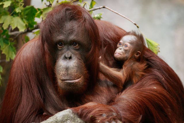 The Bornean orangutan’s survival is dependent on forging successful alliances with logging companies and other industries and raising public awareness of the issue
