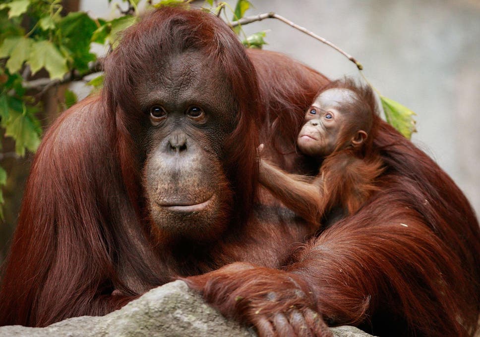 Image result for orangutan