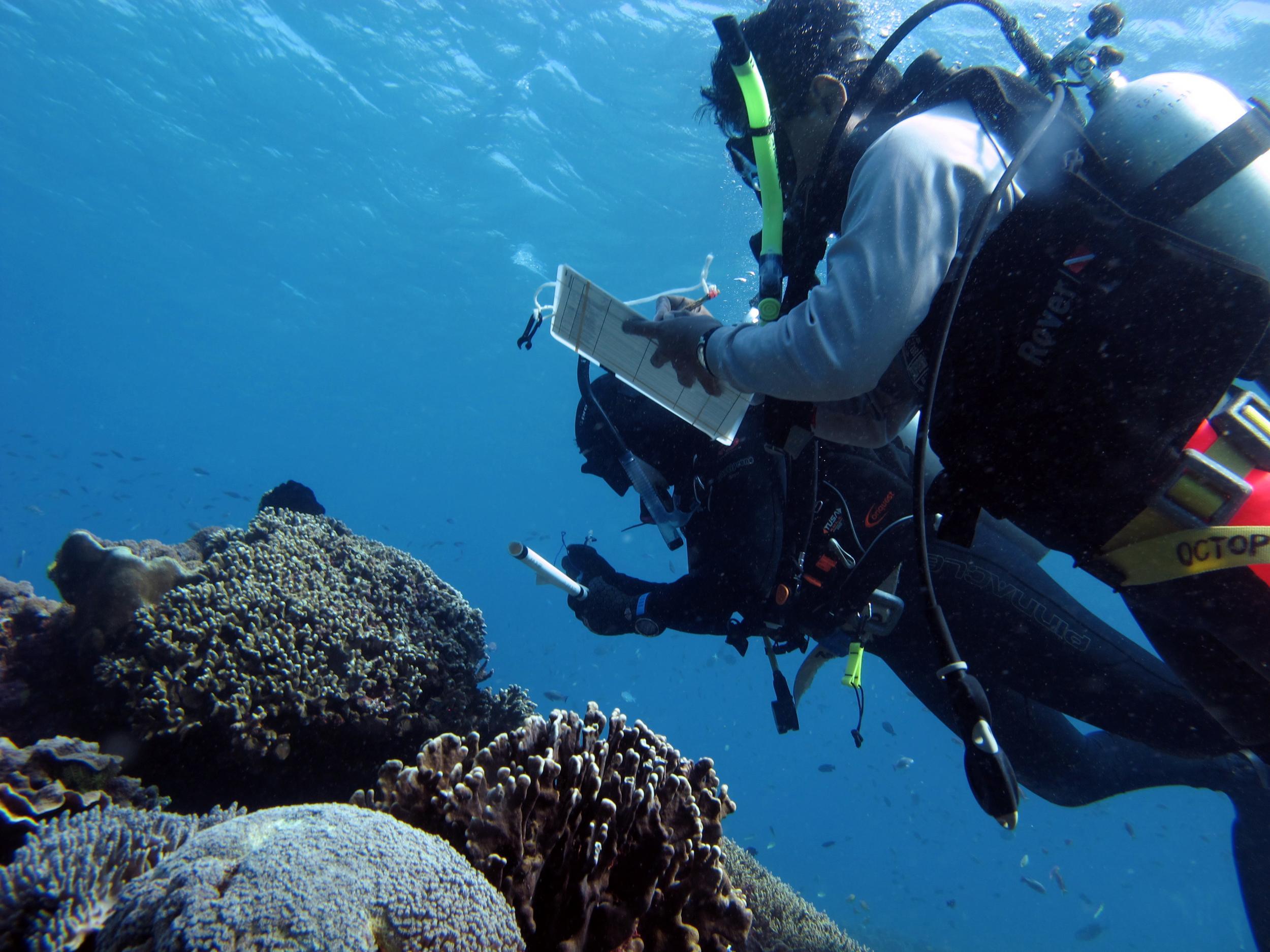 Coral reefs, seen here being inspected by Dr Joleah Lamb and Dr Syafyudin Yusuf, were much healthier when there were seagrass meadows nearby because of their antibacterial properties
