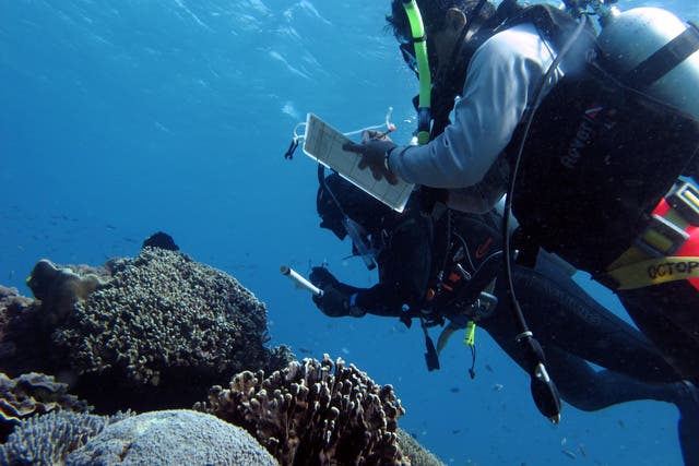 Coral reefs, seen here being inspected by Dr Joleah Lamb and Dr Syafyudin Yusuf, were much healthier when there were seagrass meadows nearby because of their antibacterial properties