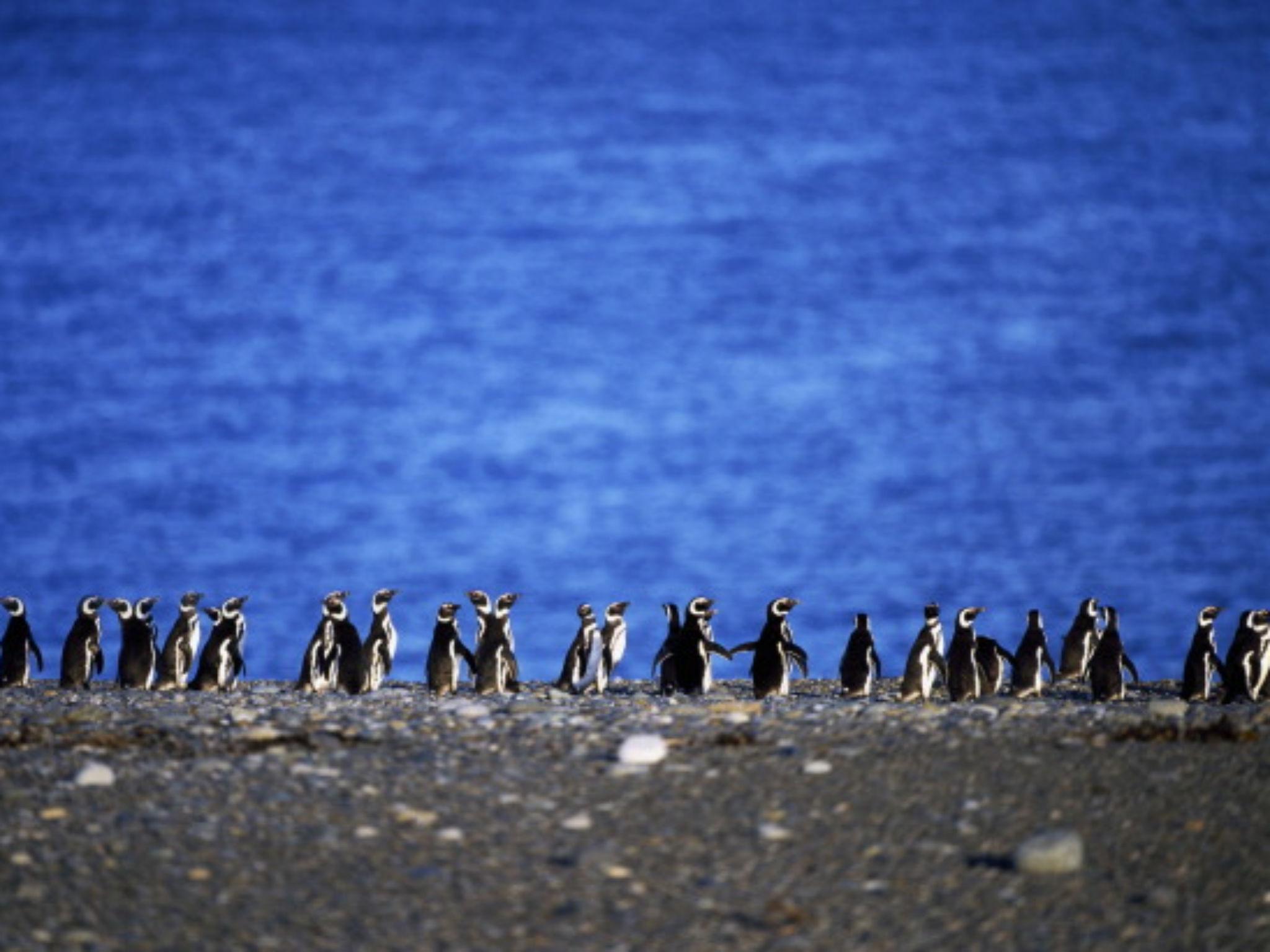 World Penguin Day: Species facing extinction as fishing fleets