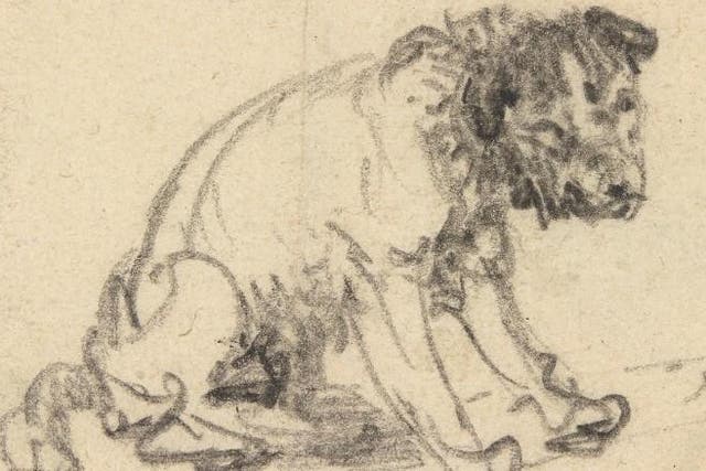 The chalk sketch of the dog that is now believed to have been drawn by the Dutch Master Rembrandt