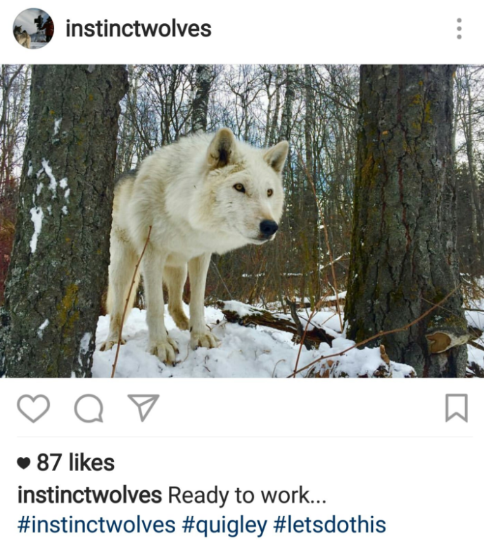 (Instagram/Instinct Animals