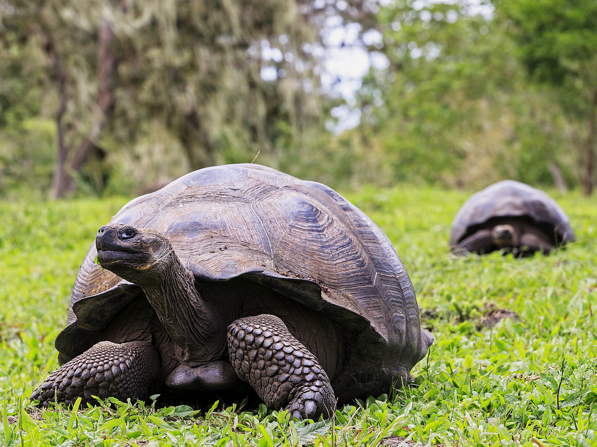 The Islands  Galápagos Conservancy