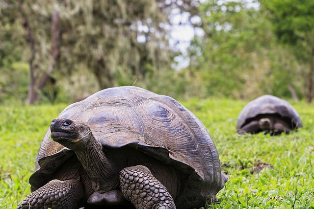 The islands’ iconic giant tortoises can have a life span of more than 100 years in the wild, but hunting and invasive species have reduced their population by an estimated 90 per cent