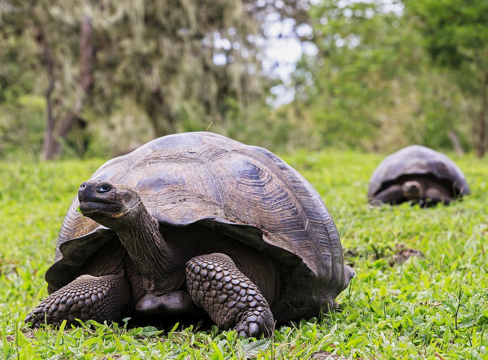 The islands’ iconic giant tortoises can have a life span of more than 100 years in the wild, but hunting and invasive species have reduced their population by an estimated 90 per cent